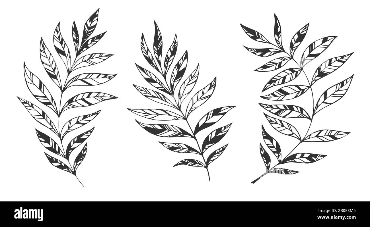 Jeu de lames vectorielles. Illustration botanique. Feuille dessinée à la main. Jeu de ressorts Illustration de Vecteur