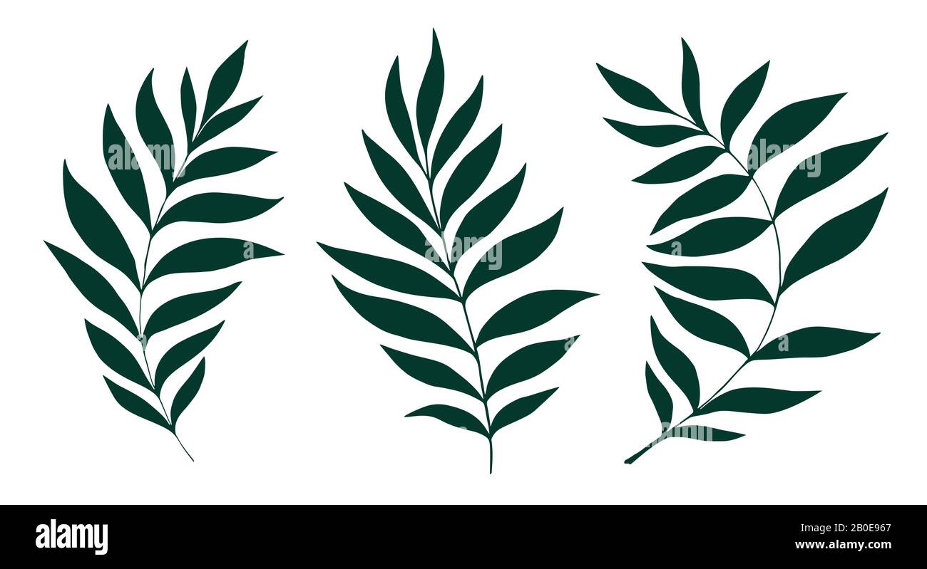 Jeu de lames vectorielles. Illustration botanique. Feuille dessinée à la main. Jeu de ressorts Illustration de Vecteur