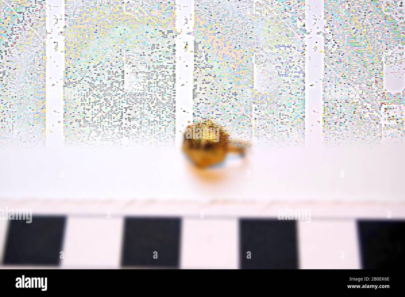 Bague d'oreille en or avec blindage hexagonal, écouteur, or, 1,3 cm, période impériale tardive, Turquie Banque D'Images