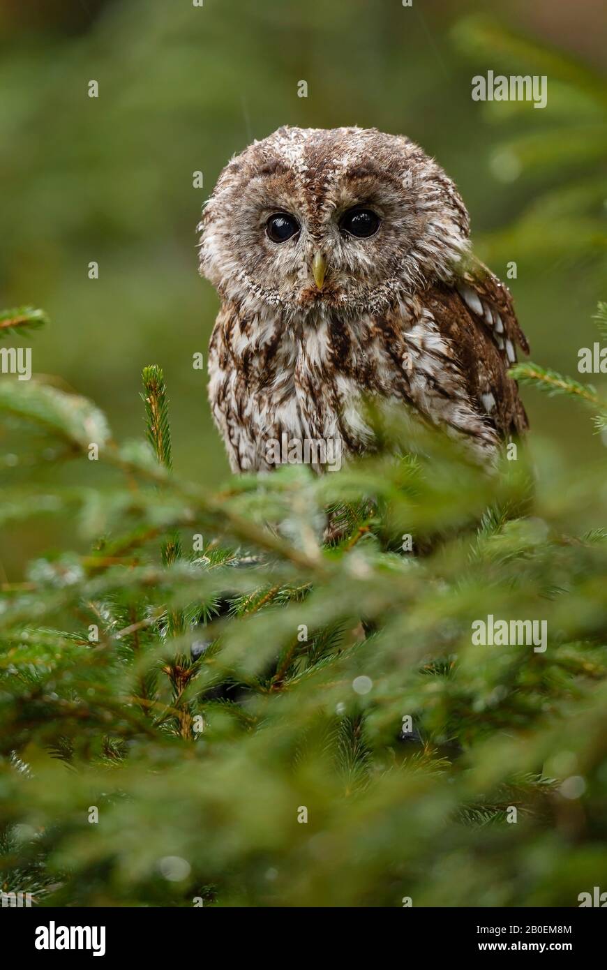 Tawny Owl - Strix aluco, magnifique des forêts et des bois d'Euroasian, République tchèque. Banque D'Images