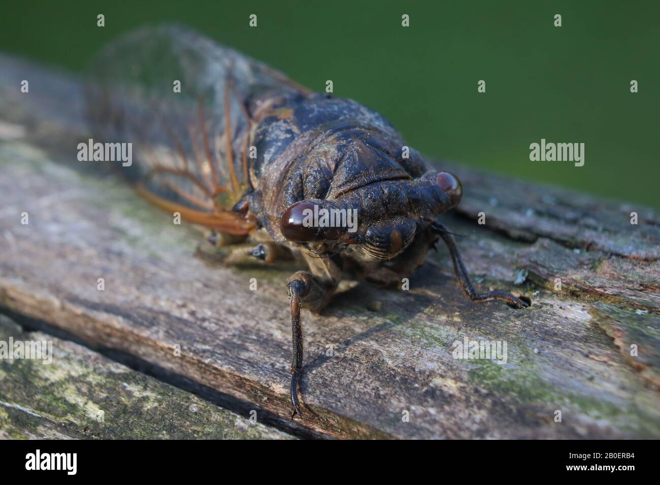 Cicada face à un gros plan Banque D'Images