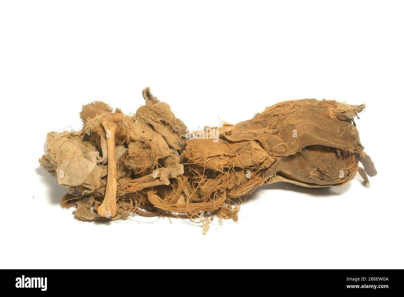 Chat, Reste d'une momie de chat bien décadée avec la tête naturaliste. Le corps de l'animal s'est complètement désintégré dans un ensemble ou des os et des rides lâches. Un morceau rectangulaire de moyenne-fine semble avoir été une fois dans une seule feuille. Une paw avant bien préservée montre que l'animal avait une fourrure rouge-brun courte. Les os longs ont des épiphyses fusionnées et la taille des os et pointent également vers un animal adulte. La tête est toujours couverte par deux bandages traversifs ou un linge de taille moyenne (tissage tabby à surface de chaîne, environ 11 x 24 fils Banque D'Images