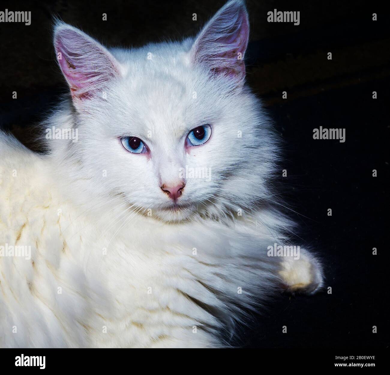 Joli chat d'angora blanc doux aux yeux bleus. Banque D'Images