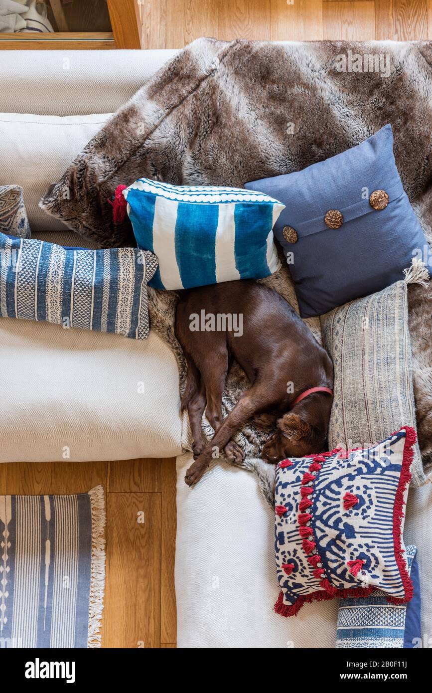 Chien dormant sur un canapé avec coussins assortis Banque D'Images