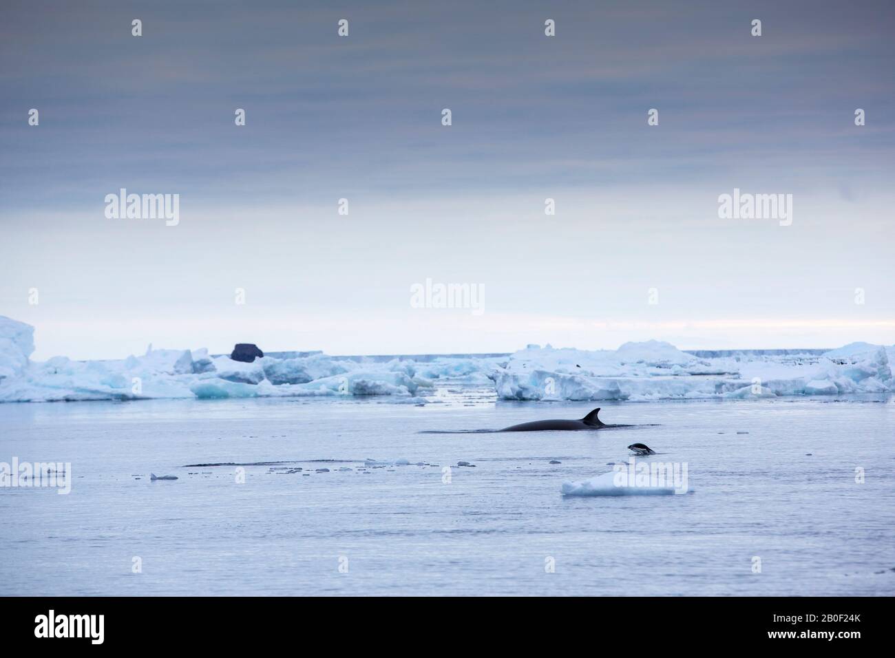 Balaenoptera bonaerensis au large des îles de danger, Antarctique. Banque D'Images