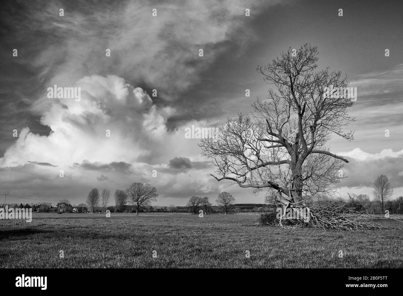 Ciel orageux avec un arbre et c'est une branche cassée en raison de la météo venteuse au Royaume-Uni Banque D'Images