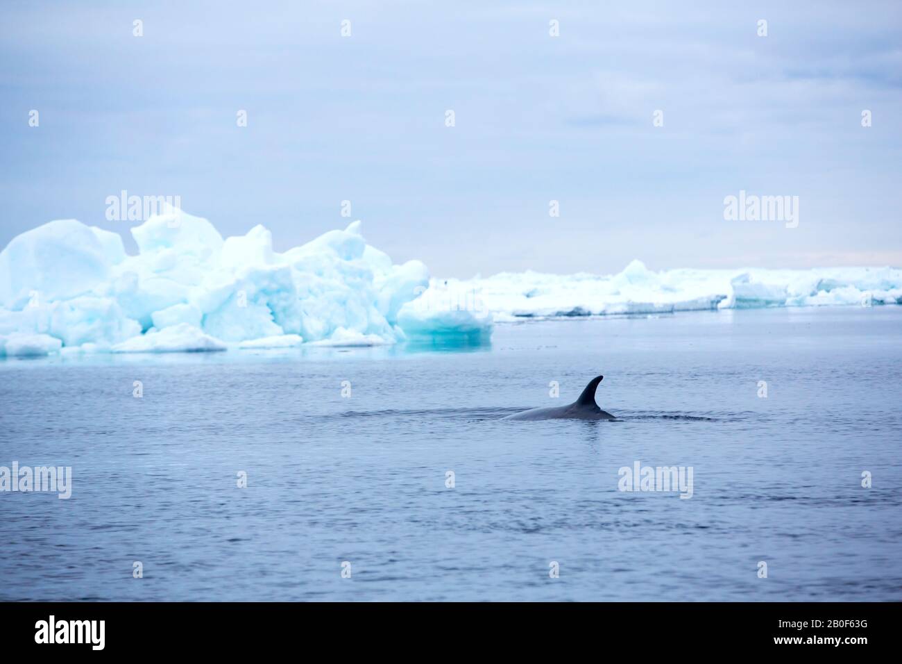 Balaenoptera bonaerensis au large des îles de danger, Antarctique. Banque D'Images