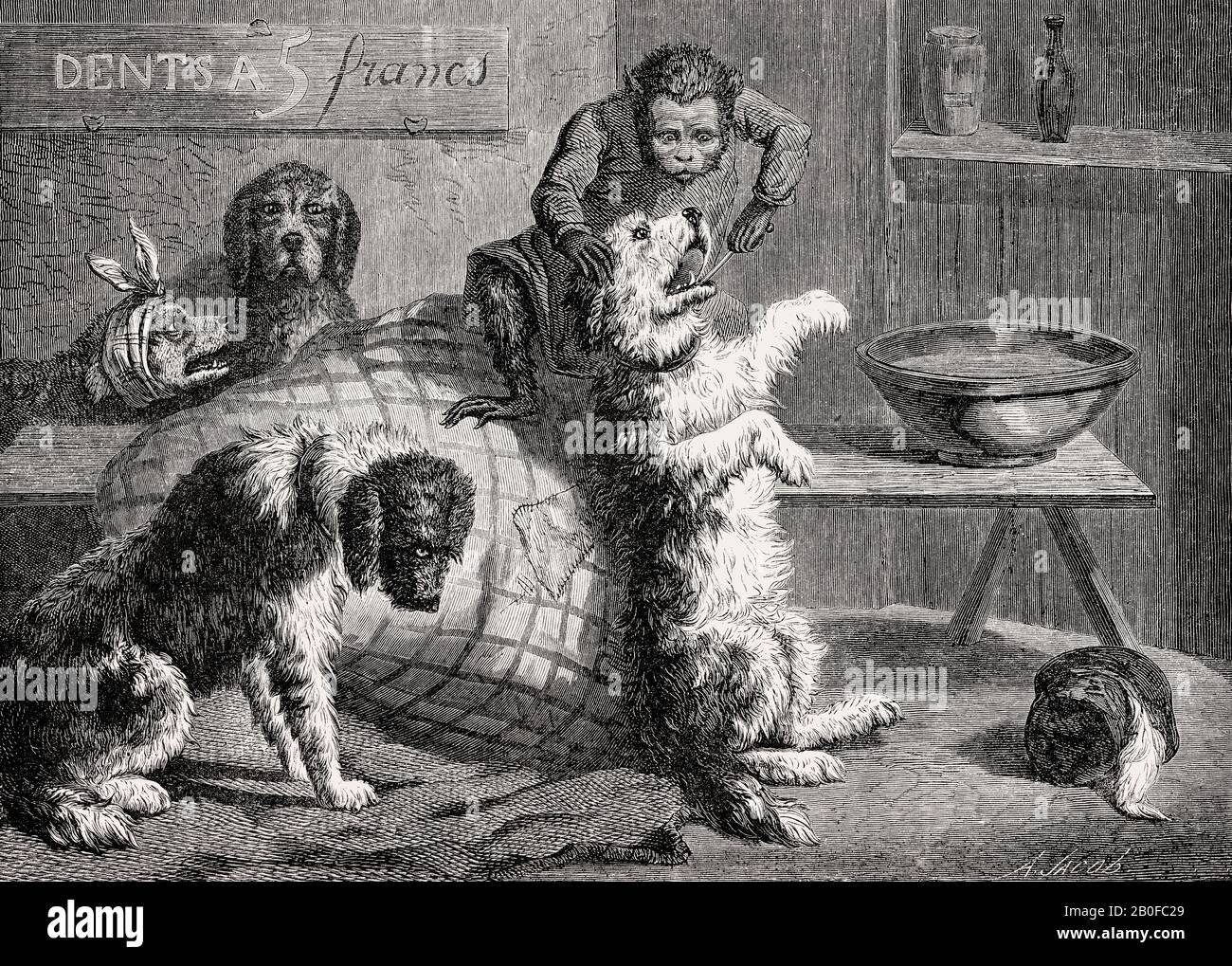 Singe comme dentiste pour chiens par Zacharie Noterman, XIXe siècle Banque D'Images