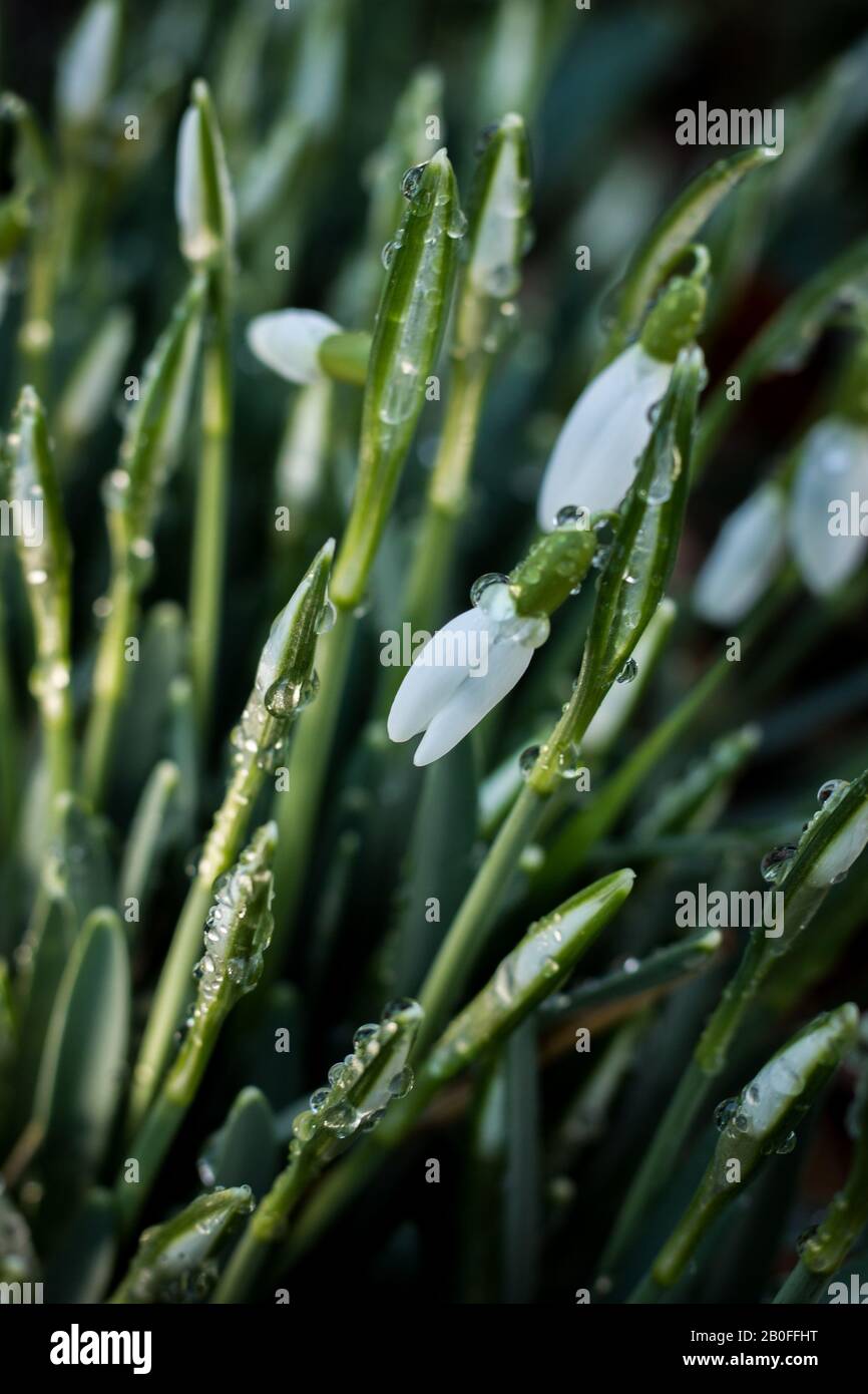 Chutes de neige avec gouttes de pluie Banque D'Images