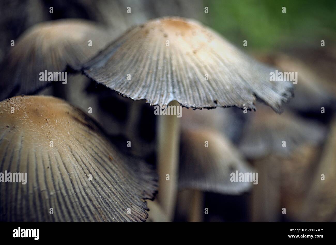 Groupe de champignons qui poussent dans la forêt. Automne. Mise au point sélective Banque D'Images