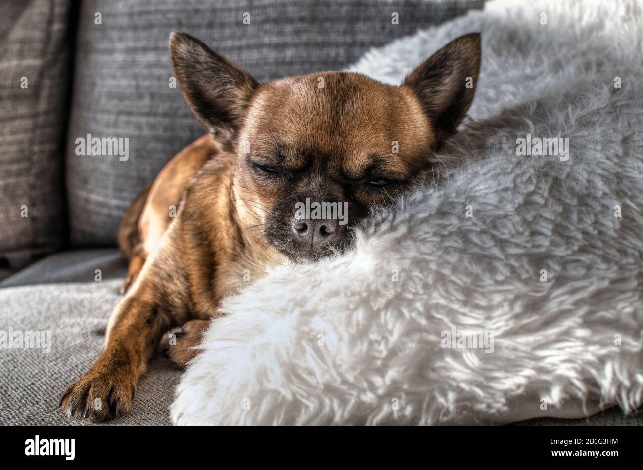 Chihuahua brun allongé sur un canapé avec des yeux demi-fermés. Journée ensoleillée, chien paresseux. Banque D'Images