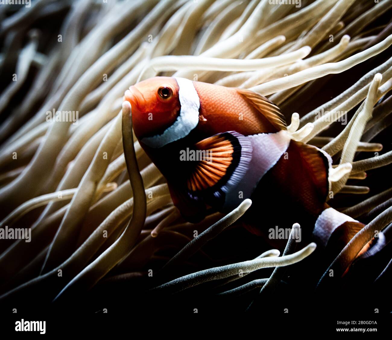 Poisson Clown et anémone de mer Banque D'Images