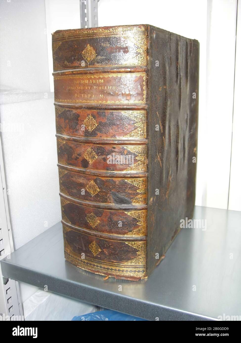 Cas sous la forme d'un livre, contenu d'environ 1000 moulages de briques sculptées, extrait de la bibliothèque de toit de Lippert. Les moulages dans 19 tiroirs, n° 55 ignoré et non 65 dans la même charge (10) se compose de 2 nombres a et b. A l'arrière de l'inscription: Gemmarim Anaglyph et Diaglyph Ectyla M., bibliothèque de toit, papier, plâtre, 47 x 37 x 19 cm, 18ème siècle 1753 Banque D'Images