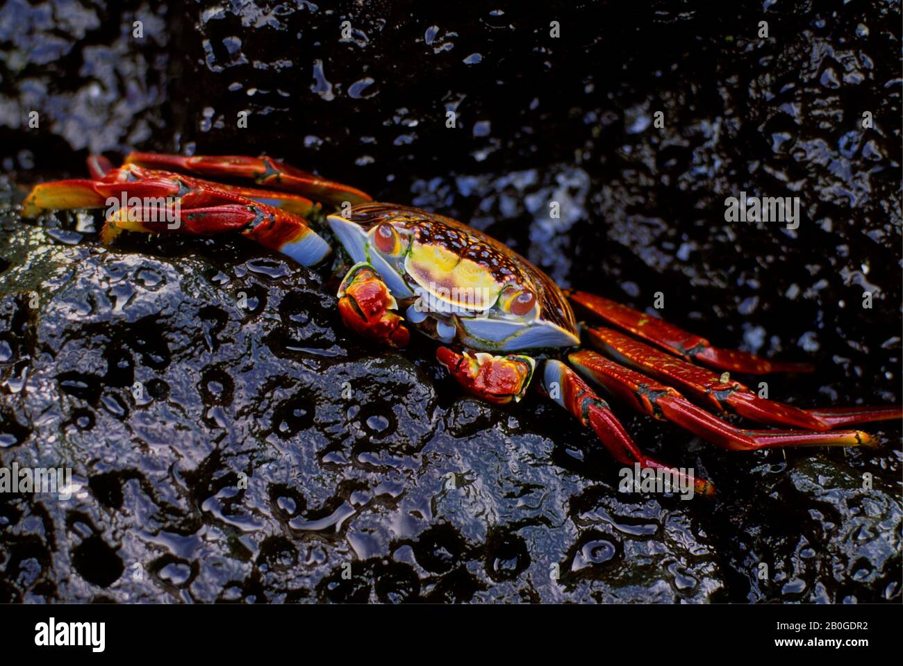 ÉQUATEUR, ÎLE DE GALAPAGOS, ÎLE BARTHOLOME, CRABE SALLY-LIGHTFOOT (GRAPSUS GRAPSUS) SUR LE ROCHER DE LAVE NOIR Banque D'Images
