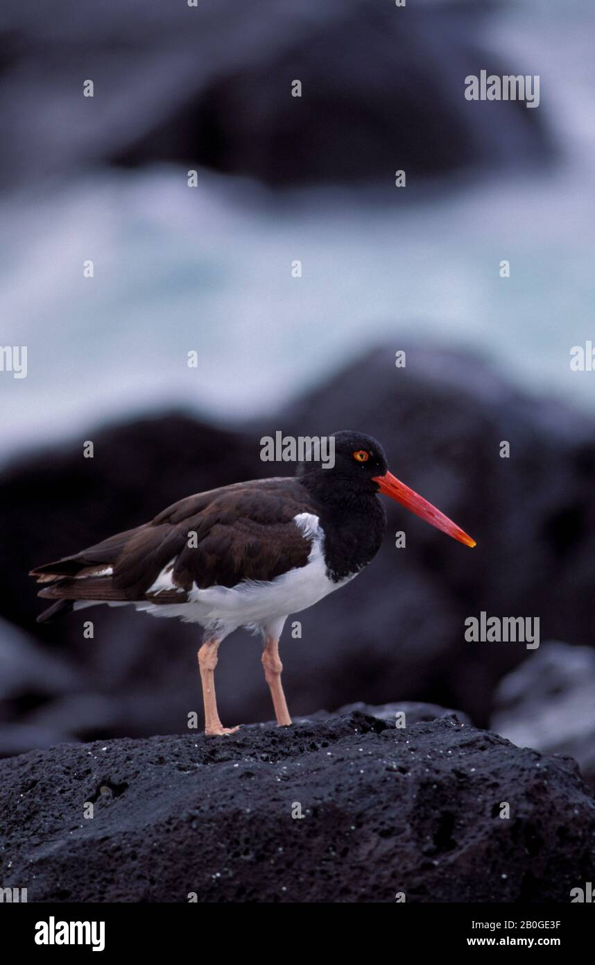 EQUATEUR, ILE DE GALAPAGOS, HOOD (ESPANOLA) EST., OYSTERCATCHER AMÉRICAIN SUR LE ROCHER DE LAVE NOIR Banque D'Images