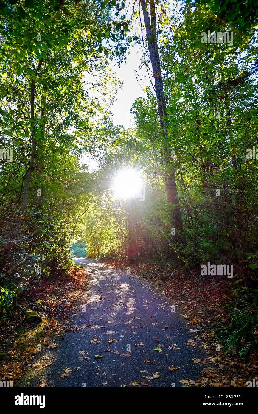 Sentier à travers une forêt au coucher du soleil. Banque D'Images