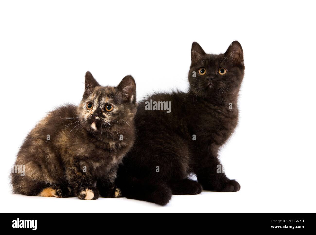 Noir et noir écaille de chatons British Shorthair Banque D'Images