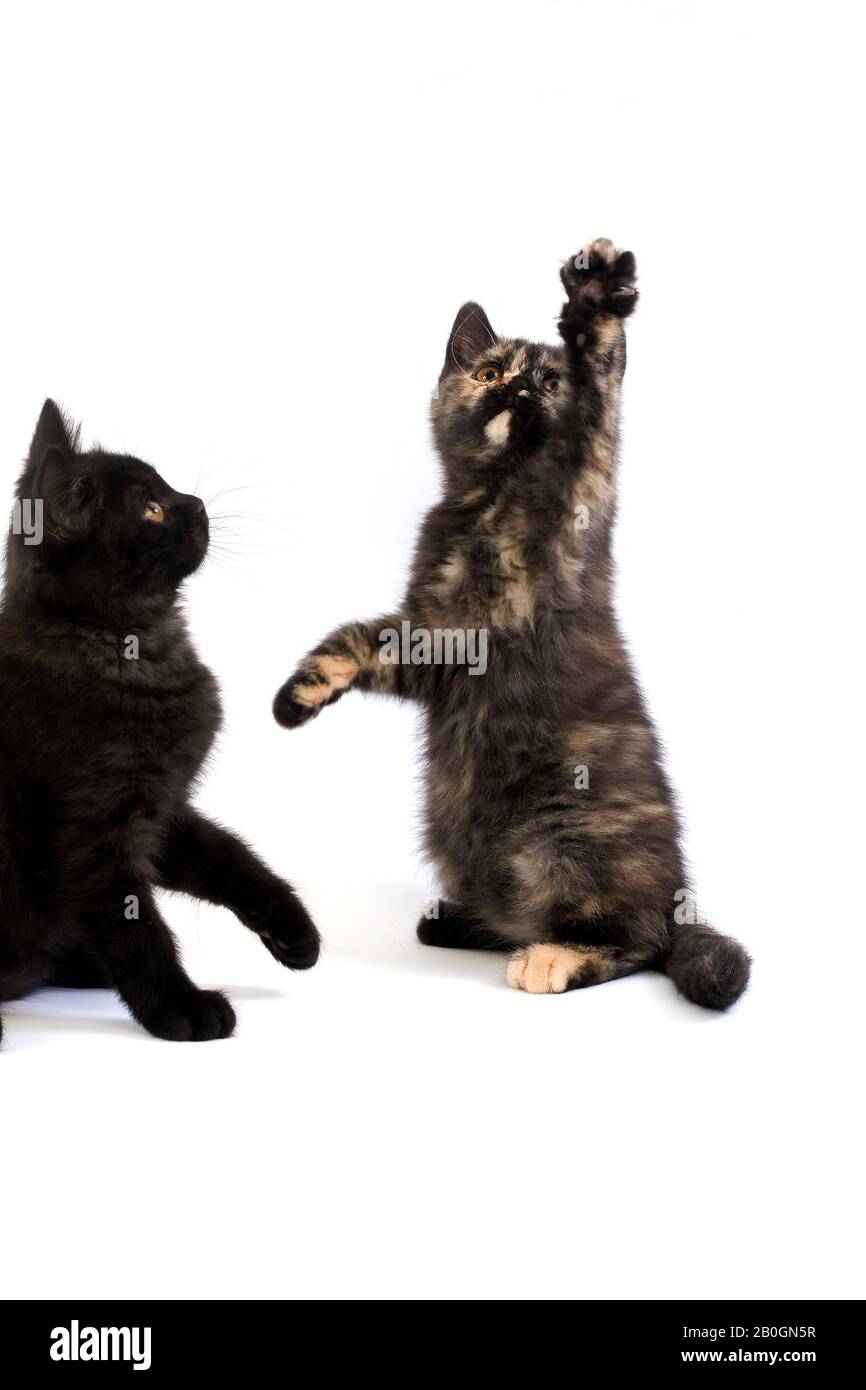 Noir et noir écaille de chatons British Shorthair Banque D'Images