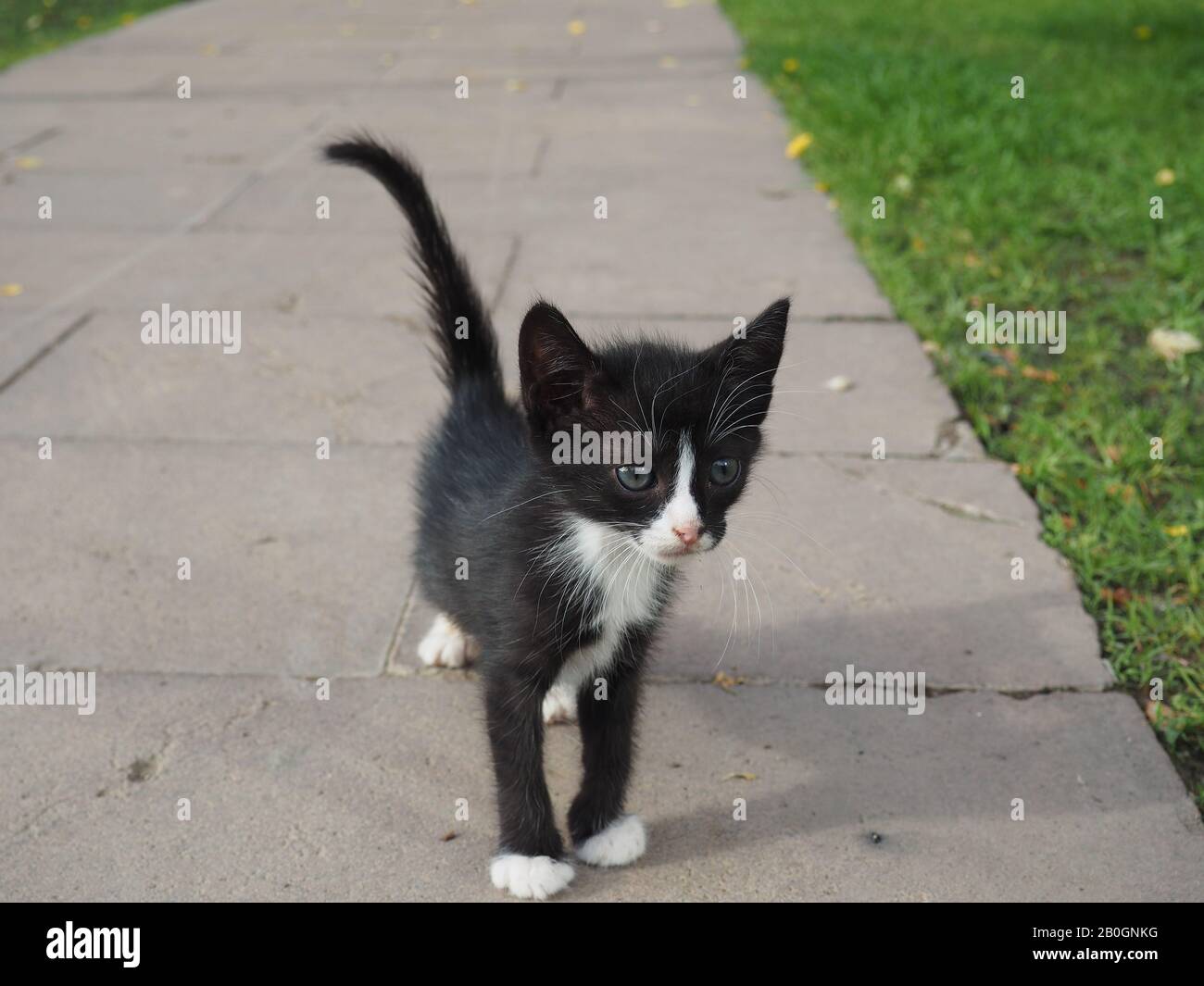 promenade en kitten noir et blanc Banque D'Images
