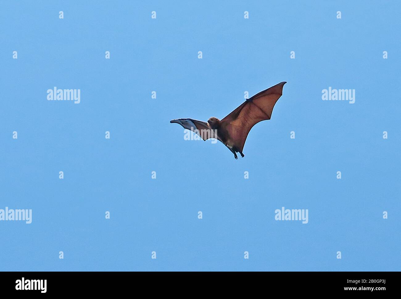 Grand Mascarene Flying Fox (Pteropus niger) adulte en vol Maurice Novembre Banque D'Images