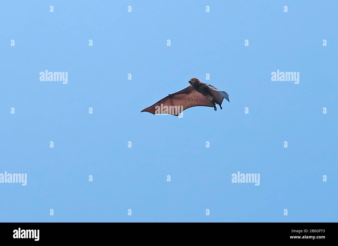 Grand Mascarene Flying Fox (Pteropus niger) adulte en vol Maurice Novembre Banque D'Images