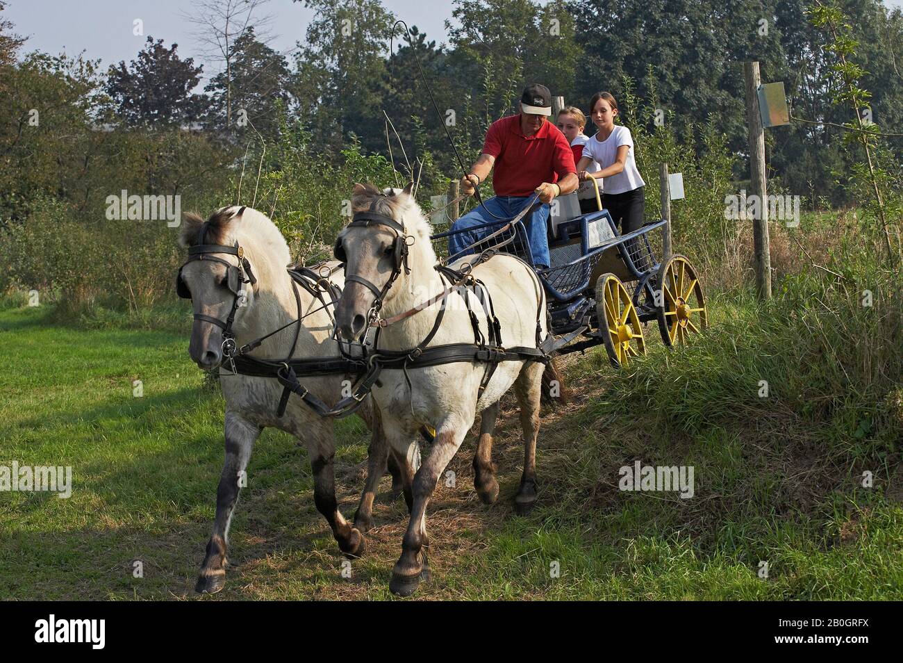 Famille et Harnachés Norwegian Fjord Horse avec chariot Banque D'Images