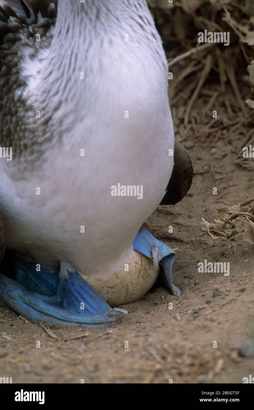 ÉQUATEUR, ÎLE DE GALAPAGOS, ÎLE HOOD, BOOBBY À PIEDS BLEUS, INCUBATION D'ŒUFS AVEC DES PIEDS EN WEBBED Banque D'Images