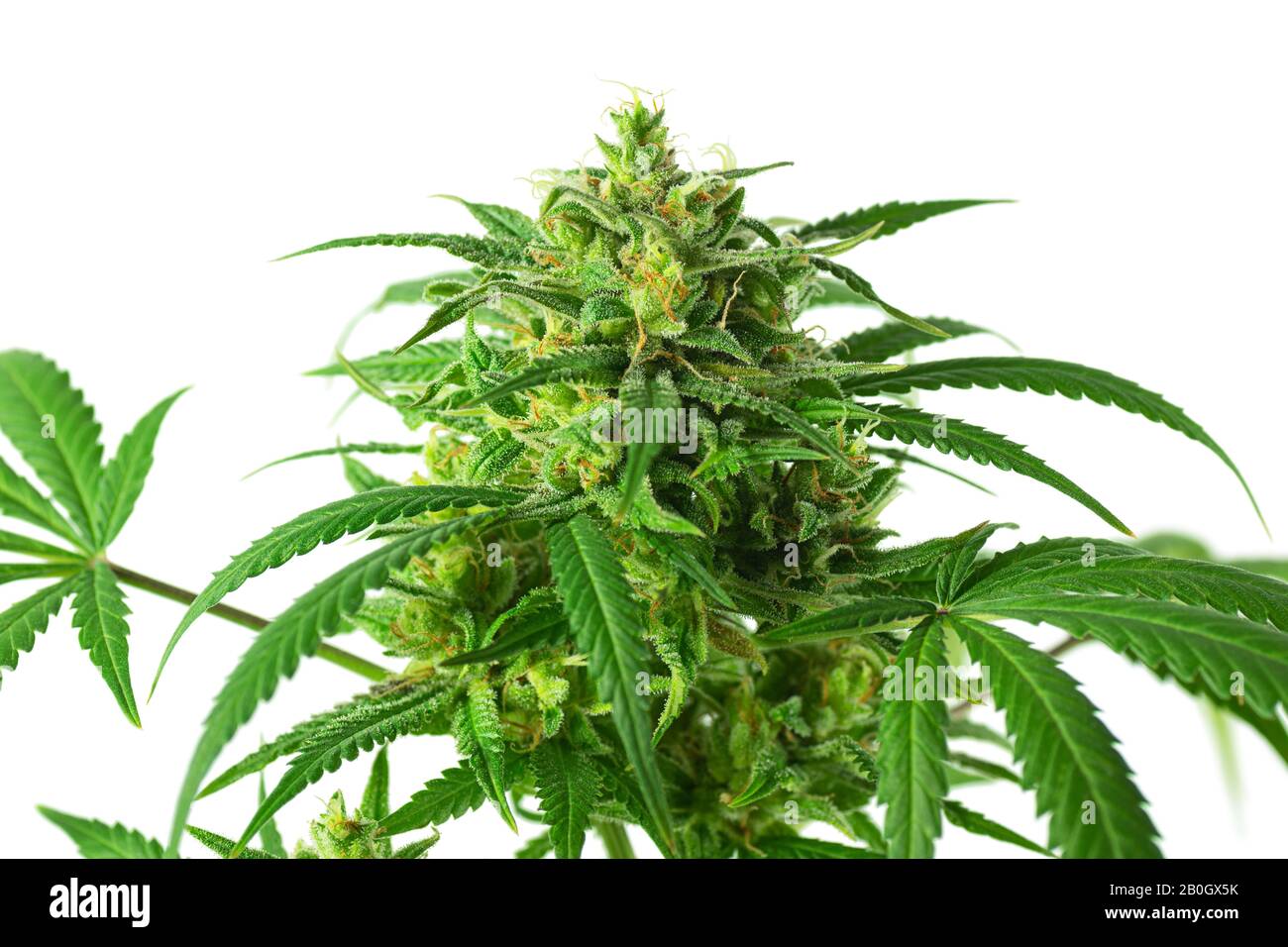 Big Medical Marijuana Bud Ou Cbd Hemp Flower Poussant Sur La Plante De Cannabis Isolé Sur Fond Blanc Banque D'Images
