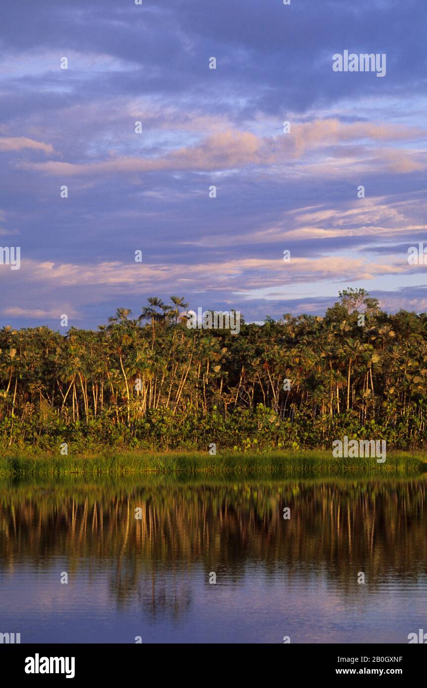ÉQUATEUR, BASSIN AMAZONIEN, RIO NAPO, FORÊT TROPICALE, LAC AU COUCHER DU SOLEIL Banque D'Images