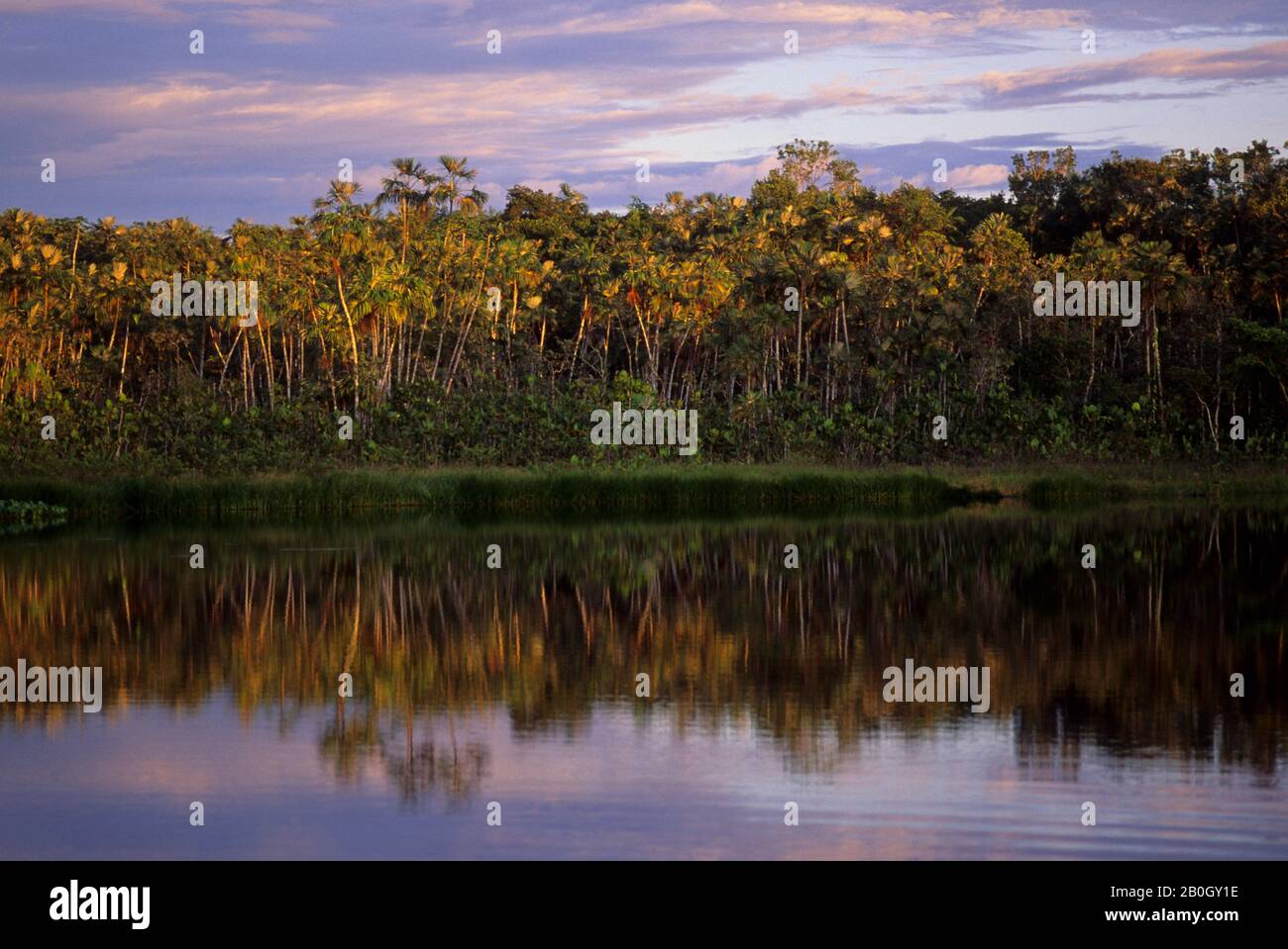 ÉQUATEUR, BASSIN AMAZONIEN, RIO NAPO, FORÊT TROPICALE, LAC AU COUCHER DU SOLEIL Banque D'Images