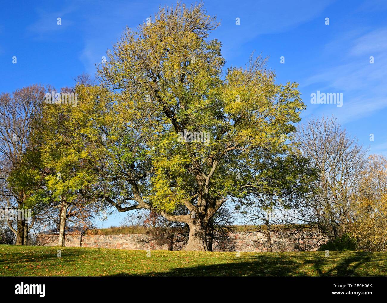 Grand arbre européen des cendres, Fraxinus excelsior, dans une belle journée ensoleillée de l'automne. Suomenlinna, Helsinki, Finlande. Octobre 2019. Banque D'Images