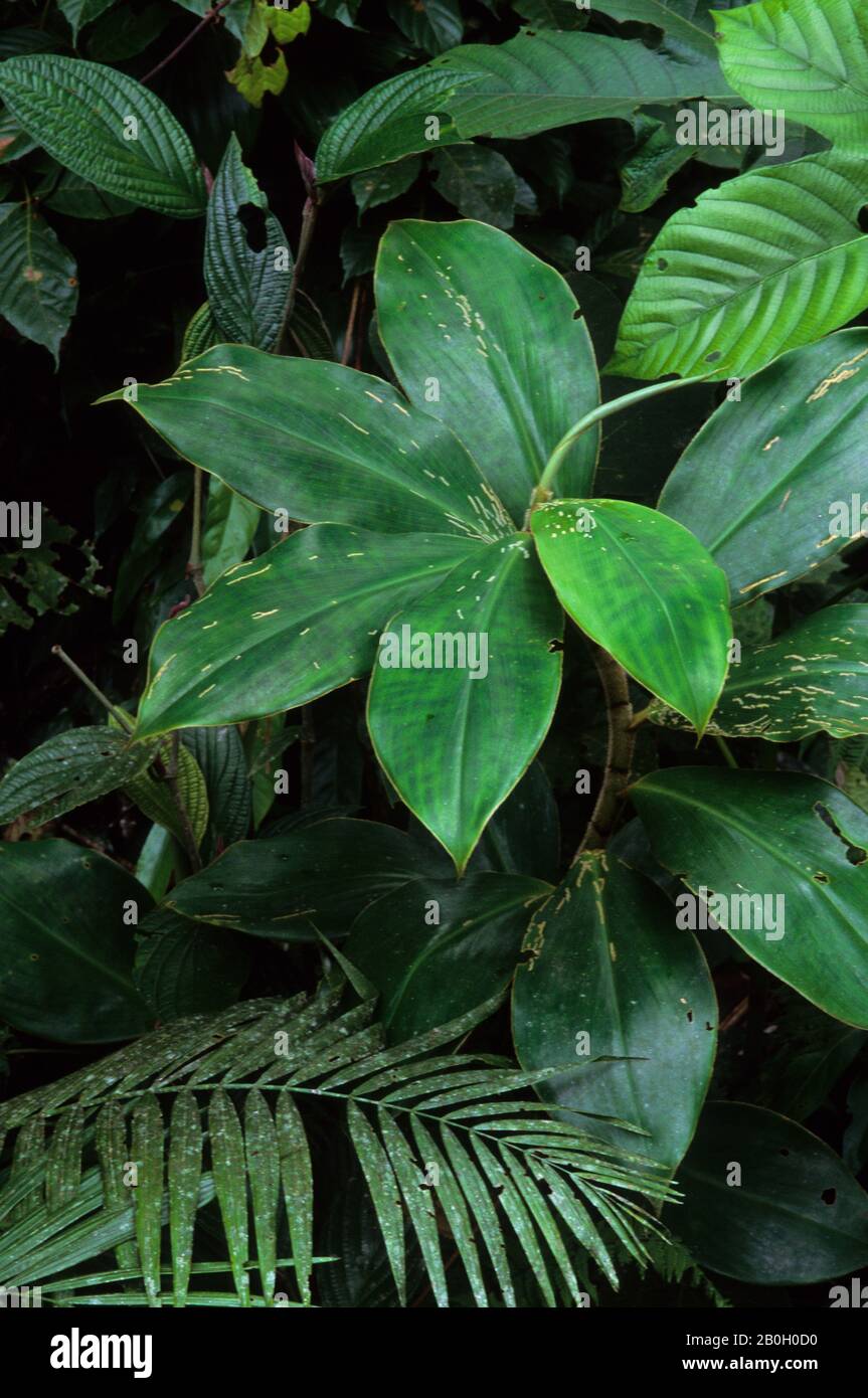Feuilles vertes endommagées par les insectes (de la famille du gingembre) dans la forêt pluviale du bassin amazonien le long du Rio Napo, Équateur Banque D'Images
