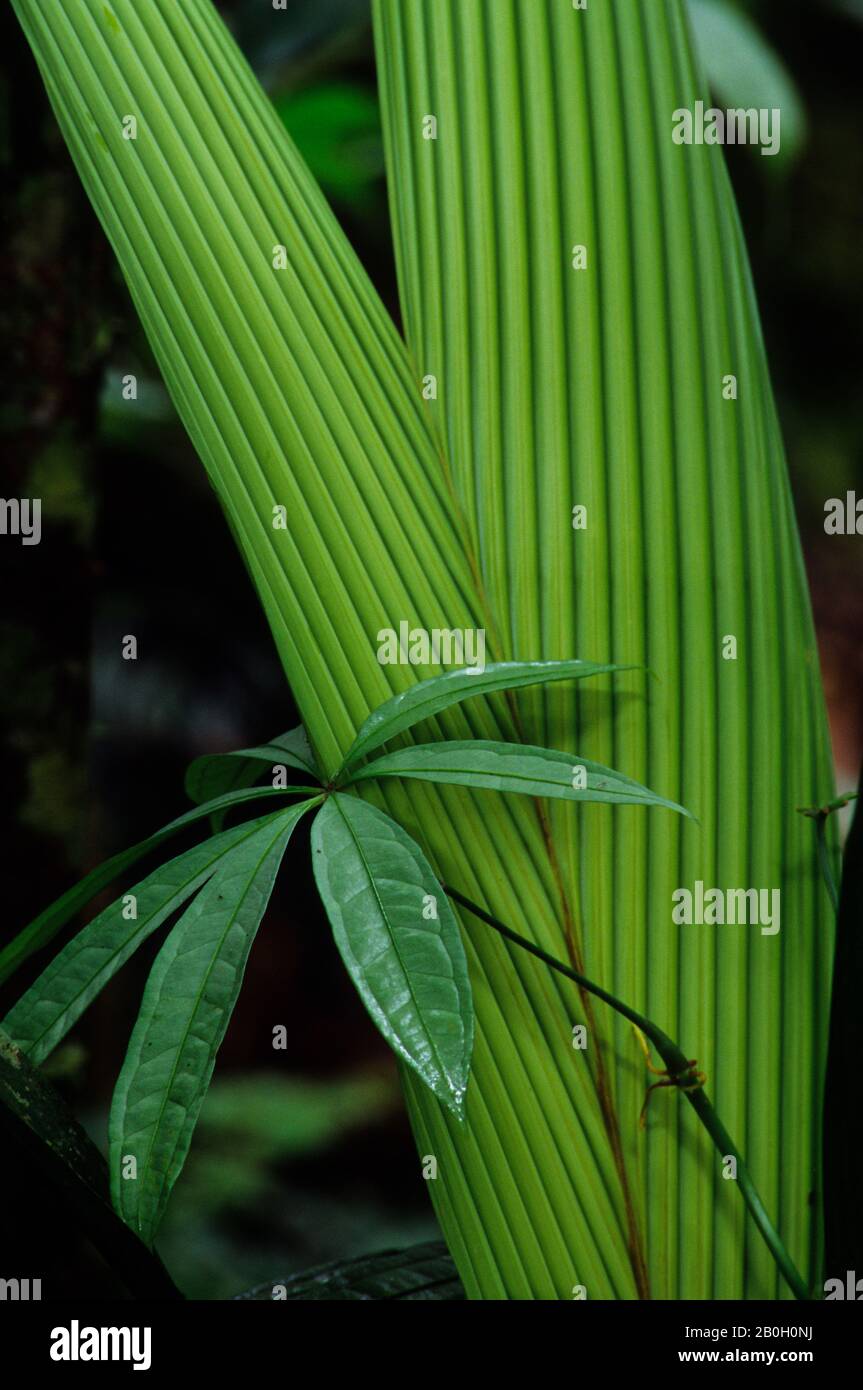 ÉQUATEUR, BASSIN AMAZONIEN, RIO NAPO, FORÊT TROPICALE, FEUILLES Banque D'Images