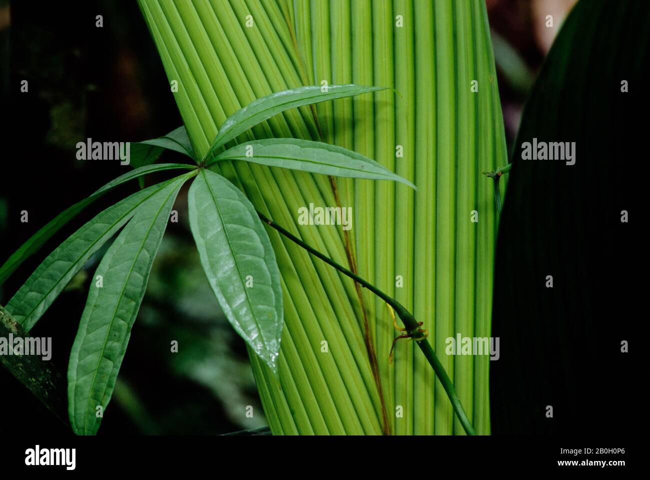 ÉQUATEUR, BASSIN AMAZONIEN, RIO NAPO, FORÊT TROPICALE, FEUILLES Banque D'Images