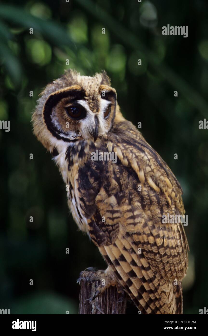 Une chouette à rayures juvéniles (clameur de Pseudoscops) dans le bassin amazonien de la forêt équatoriale le long du Rio Napo, en Équateur Banque D'Images