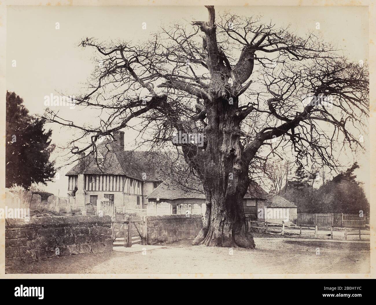 Benjamin Brecknell Turner, anglais, 1815–1894, The Church Oak, Church of St. Laurence, Hamkhurst, 1852-1854, Albumen imprimé de calotype ciré négatif, Total : 11 3/16 x 15 3/16 po. (28,4 x 38,5 cm Banque D'Images