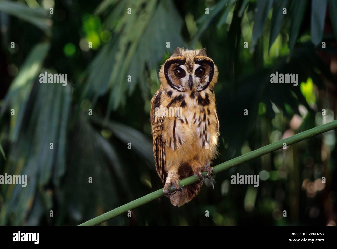 Une chouette à rayures juvéniles (clameur de Pseudoscops) dans le bassin amazonien de la forêt équatoriale le long du Rio Napo, en Équateur Banque D'Images