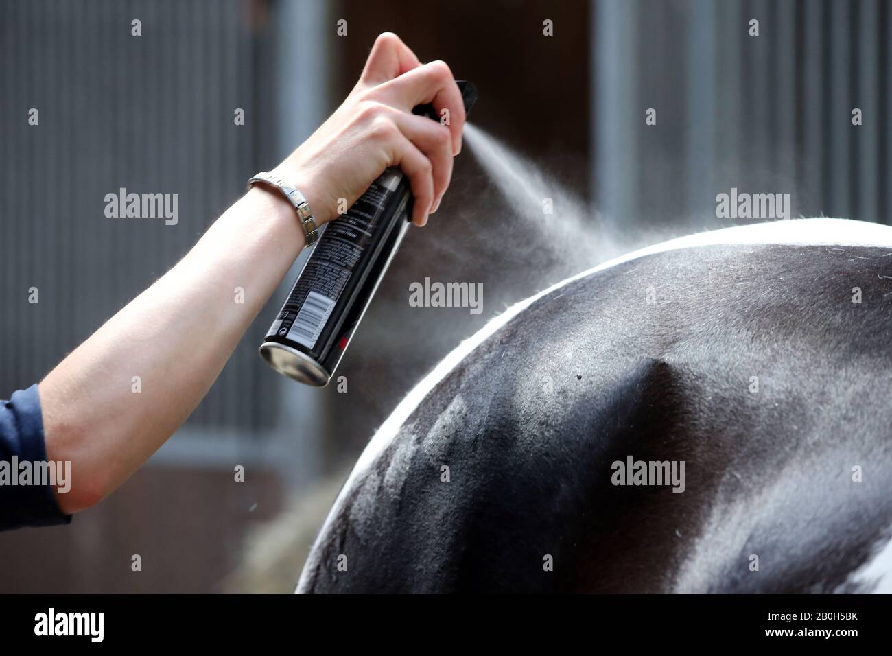 22.06.2019, Bruemmerhof, Basse-Saxe, Allemagne - le motif losange sur le dos d'un cheval est fixé avec un spray à cheveux. 00S190622D724CAROEX.JPG [MODE Banque D'Images