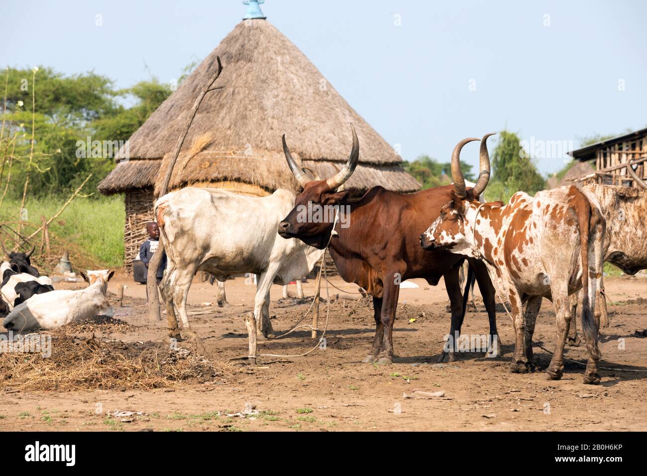31.10.2019, Belinkum, Gambela, Ethiopie - éleveur de bovins du groupe ethnique éthiopien Nuer. Dans un village traditionnel, un troupeau de bovins se trouve entre Banque D'Images