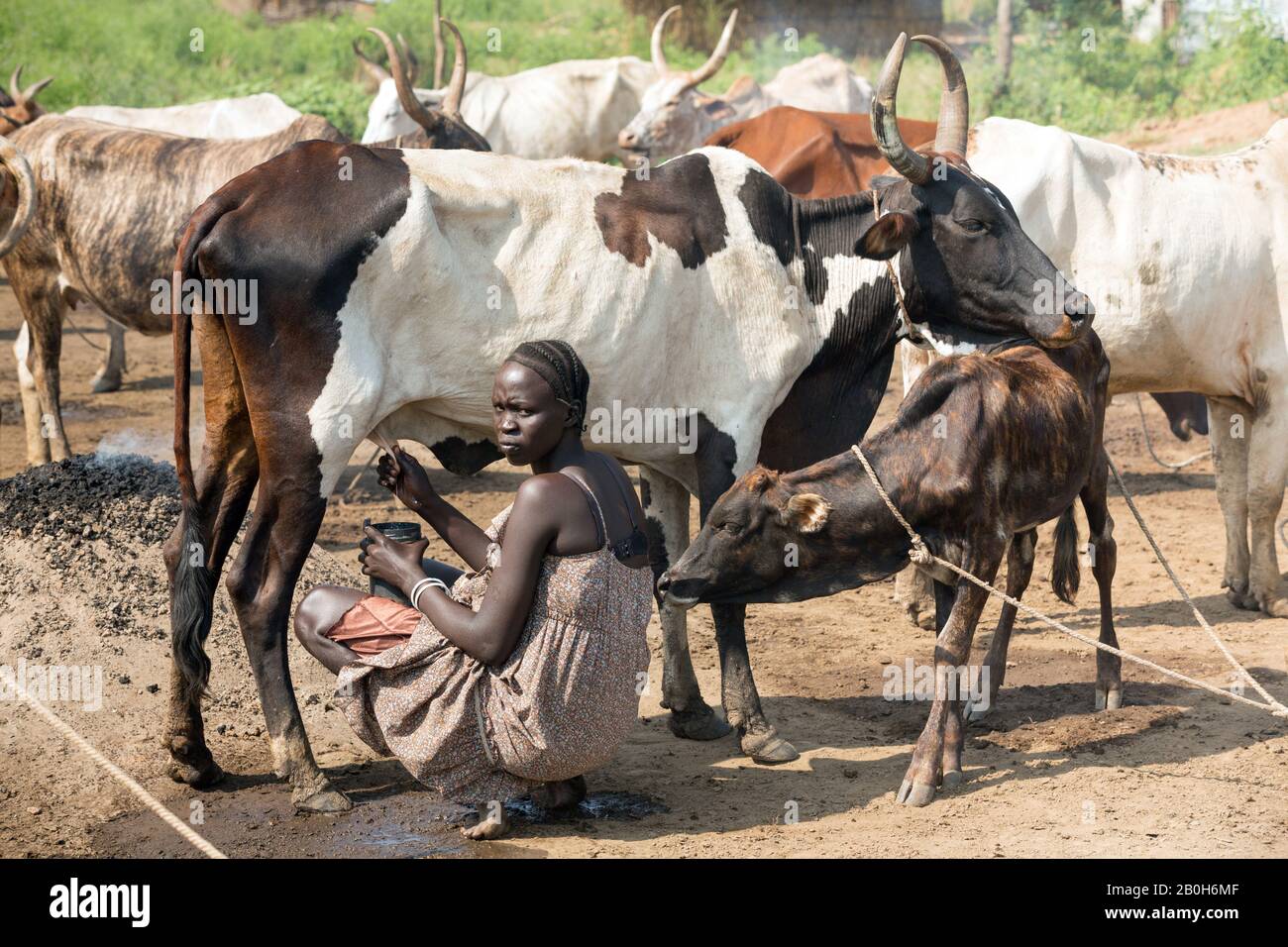 31.10.2019, Belinkum, Gambela, Ethiopie - éleveur de bovins du groupe ethnique éthiopien Nuer. Une femme traite une vache africaine. Documentation du projet Banque D'Images