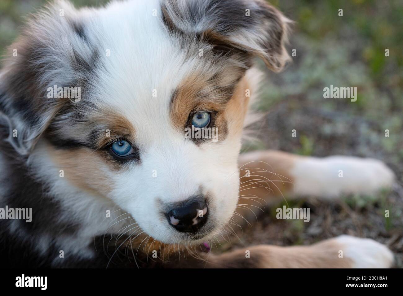 Chiot berger australien Banque D'Images