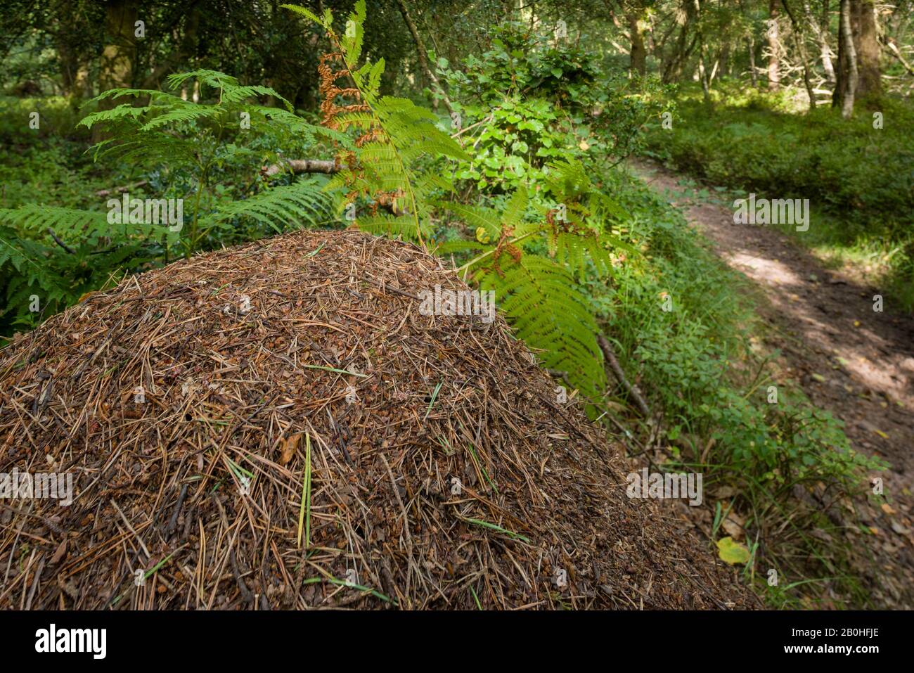 Wood Ant (Formica rufa) nichent dans une forêt mixte dans le parc national Exmoor, Somerset, Angleterre. Banque D'Images