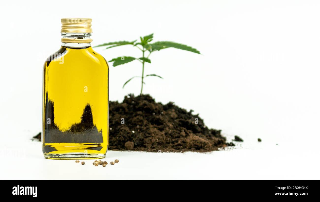 Gros plan de l'huile de chanvre et des graines de cannabis sur fond blanc. Huile essentielle à base de marijuana médicinale. Concept d'utilisation du cannabis dans l'industrie alimentaire A Banque D'Images