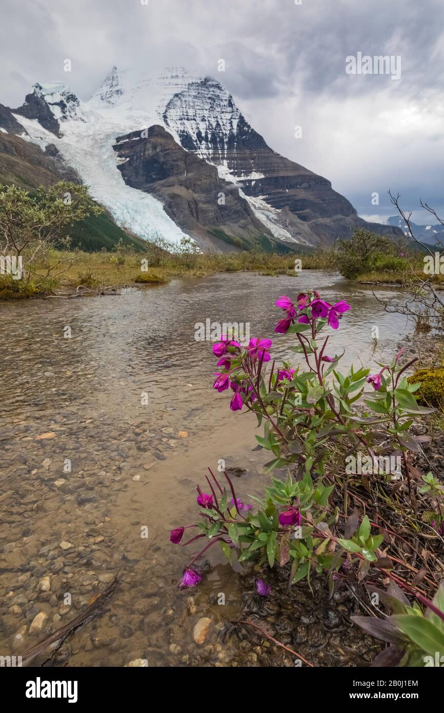 La Fremed à feuilles larges, le latifolium de Chamaenerion, le long d'un bar en gravier situé sur le bord de la rivière Robson, dans le parc provincial du Mont Robson (Colombie-Britannique), Banque D'Images