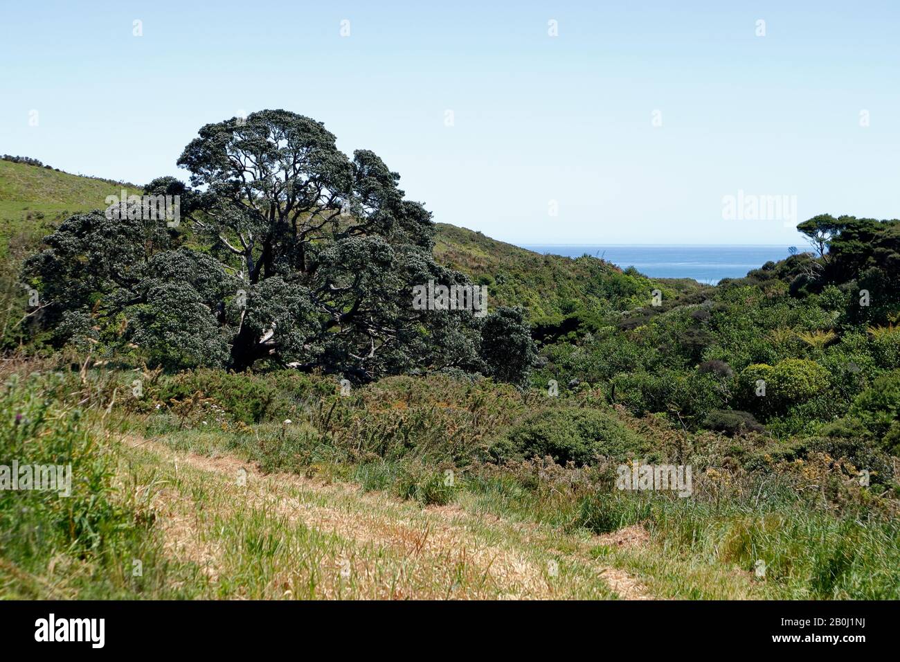 Section de la piste le long de te Henga Walkway, un sentier de randonnée de point à point entre Bethells et Muriwai Banque D'Images