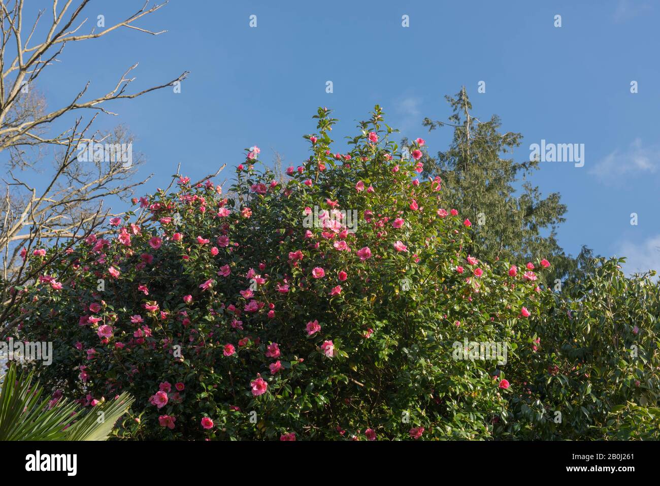 Arbuste Camellia rose À Fleurs d'hiver (Camellia x williamsii 'Saint Ewe') avec un fond de ciel bleu dans un jardin de campagne dans le Devon rural, Englan Banque D'Images