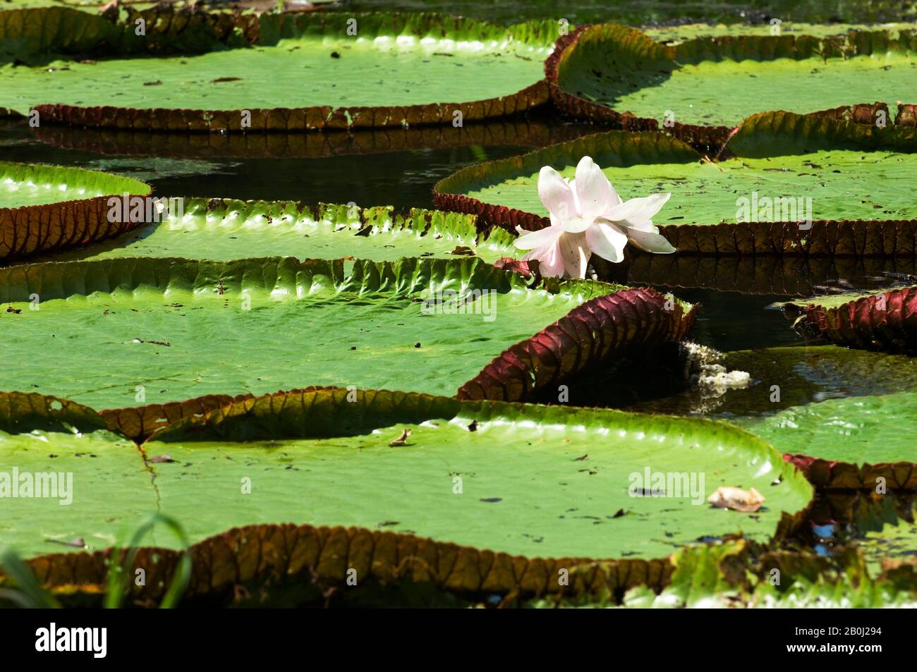 PÉROU, BASSIN AMAZONIEN, RIVIÈRE UCAYALI, VICTORIA AMAZONICA, NÉNUPHARS GÉANTES, FLEUR Banque D'Images
