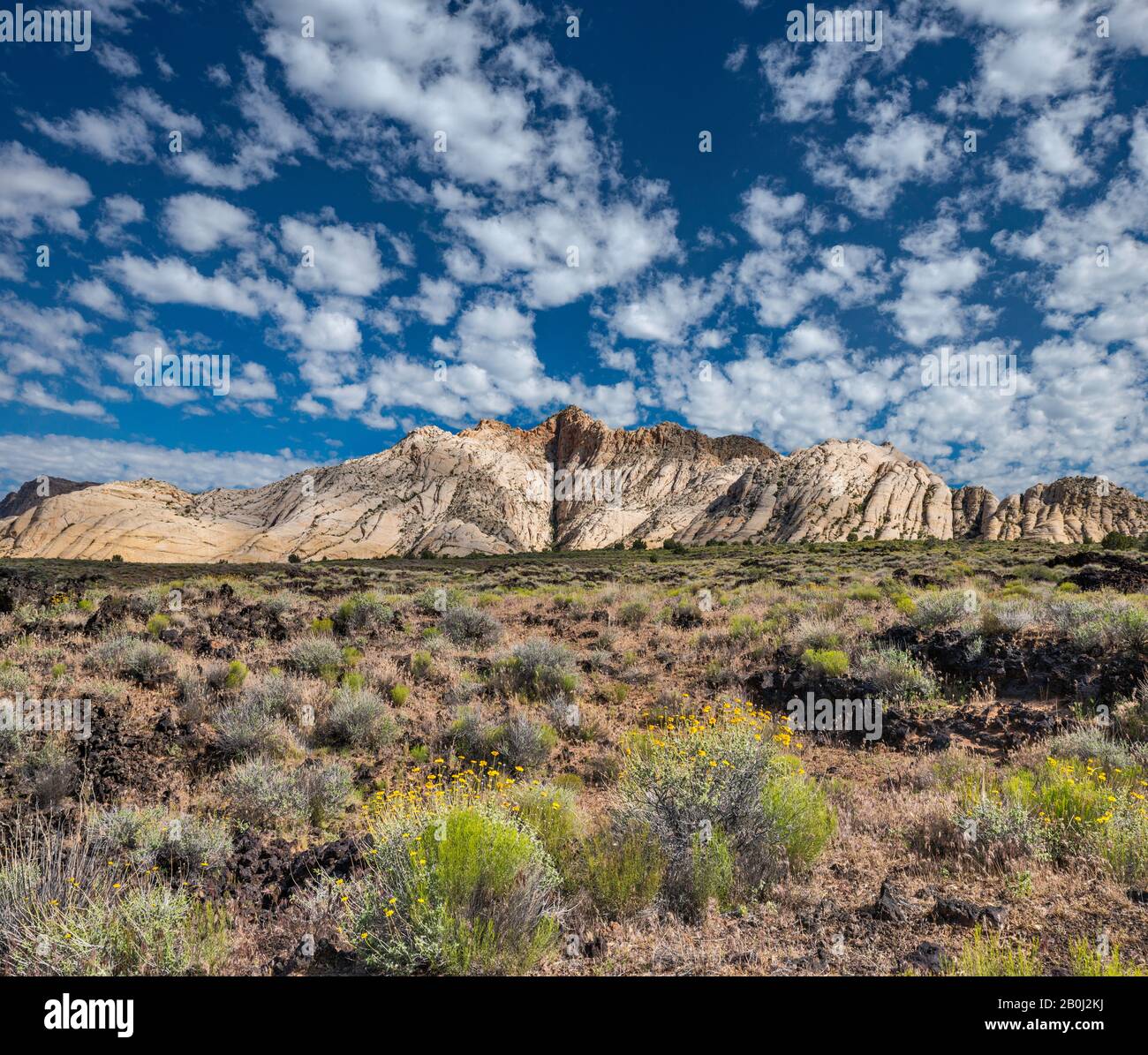 Les marigoles fleurent dans les roches volcaniques, avec des formations rocheuses blanches Navajo Sandstone dans la région de Whiterocks à distance, Snow Canyon State Park, Utah, États-Unis Banque D'Images
