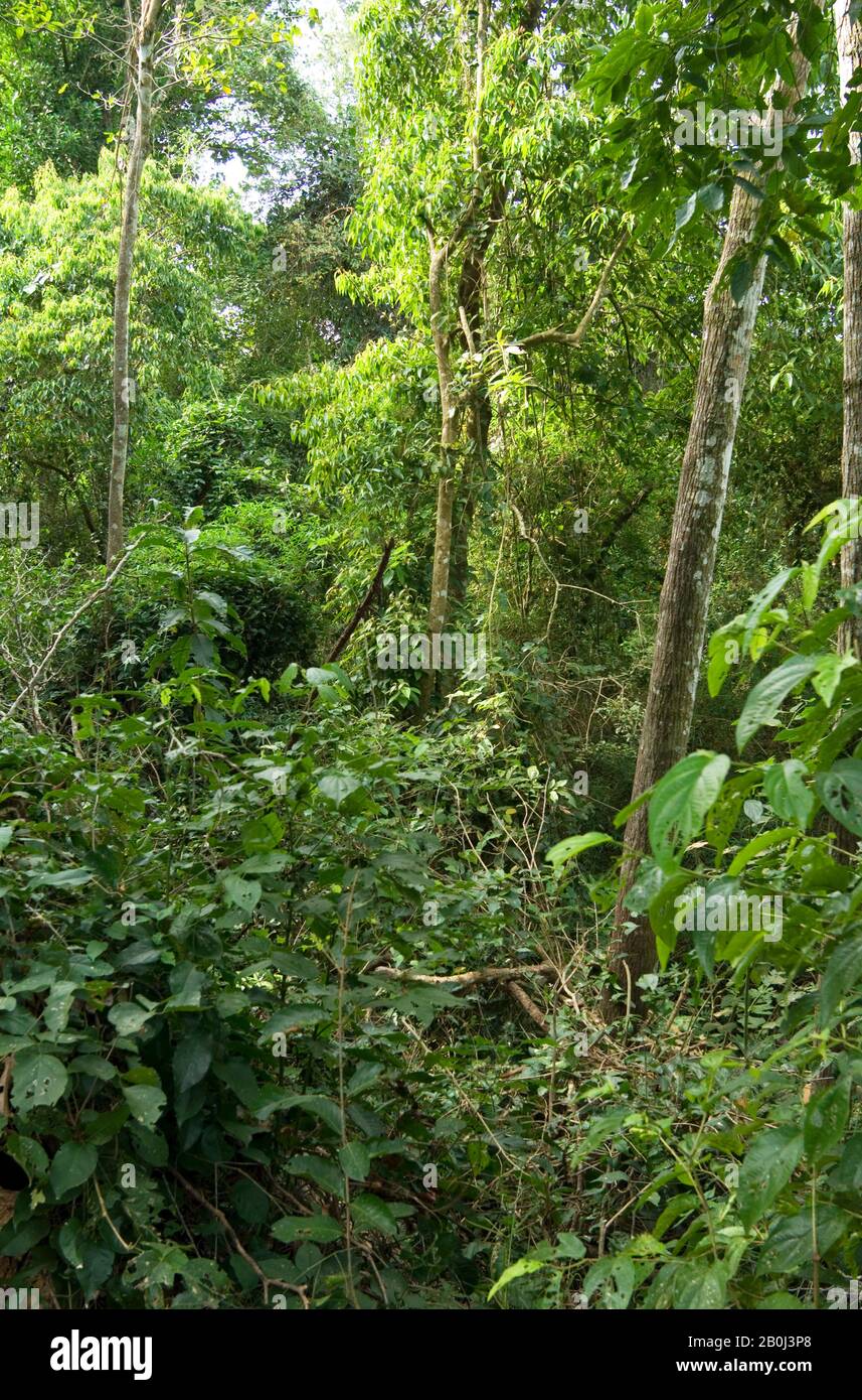 ARGENTINE, IGUAZU, FORÊT SUBTROPICALE Banque D'Images