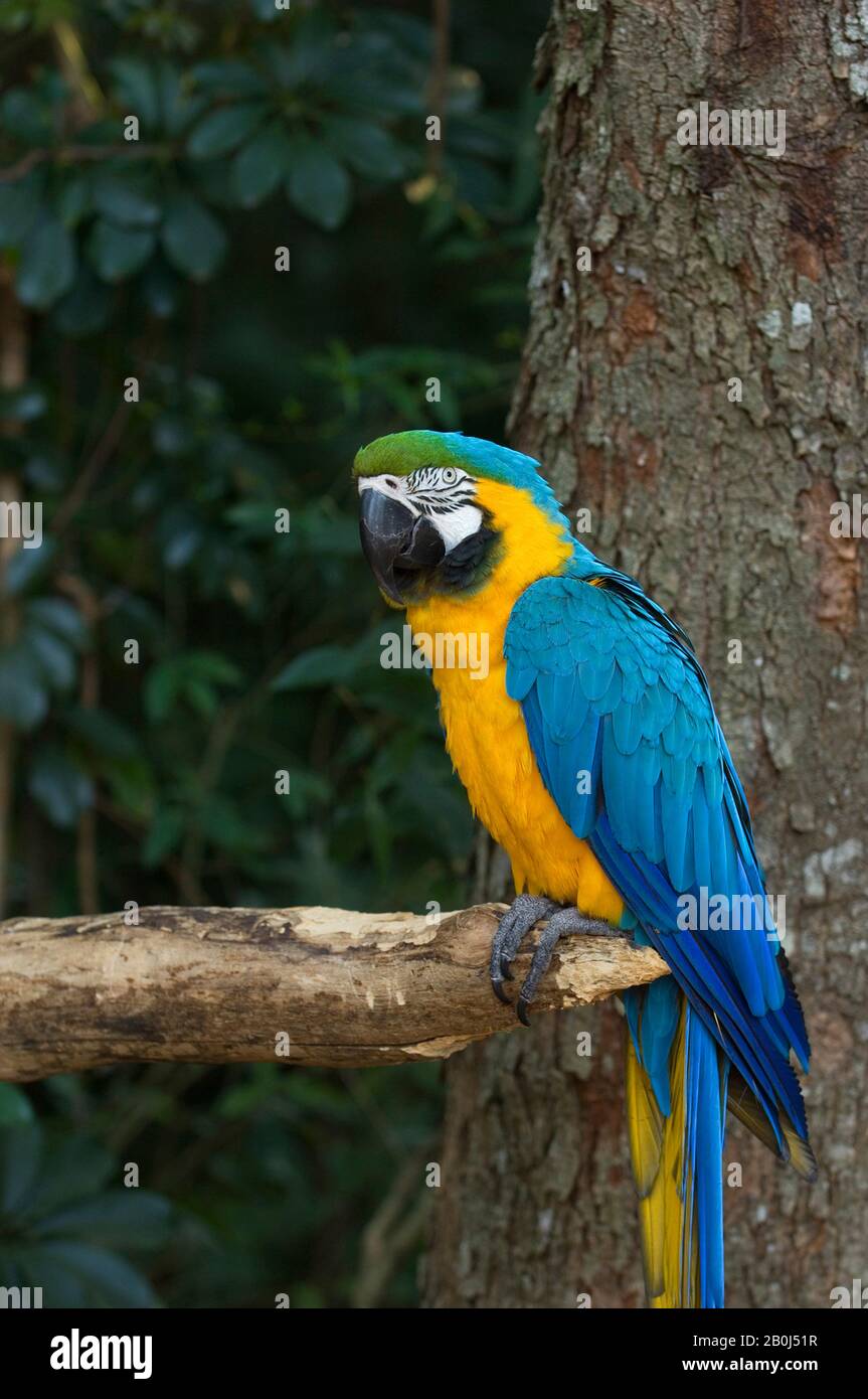 BRÉSIL, IGUAZU, MACAW BLEU ET JAUNE, ARA ARARAUNA Banque D'Images
